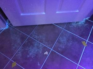 dog urine odor removal service