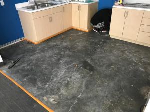 professional dog urine odor removal
