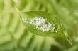 Polylactic Acid Market to Skyrocket to USD 4.0 Billion by 2030, Registering a Robust CAGR of Over 17.2%