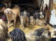 HSMO’s Animal Cruelty Task Force Performs Largest Dog Rescue in a Decade; Total Could Top 150 Dogs