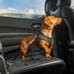 Dog Seatbelt – Black Leather / Silver Finish
