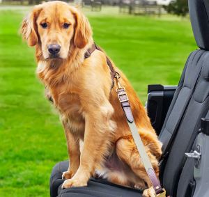 Leather Dog Seatbelt – Brown Bison / Green Canvas / Brass Finish
