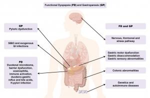 Functional Dyspepsia and Gastroparesis