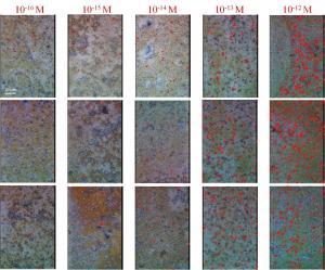 Large-scale high-uniformity SERS Raman imaging of RhB molecules
