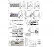 How a tumor suppressor became a key to fat cell development