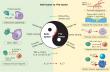 Tumor allies or foes? Unraveling neutrophil roles in cancer