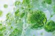OM Botanical Launches Revolutionary Exosome-Enhanced Skincare Line Powered by Full-Spectrum Ayurvedic Herbal Extracts