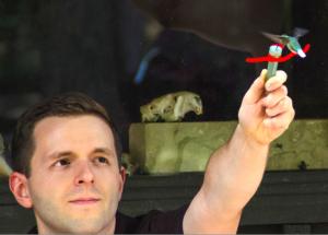 Hand feeding Hummingbirds