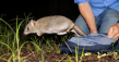 Australia’s wildlife crisis reaches tipping point – AWC responds with bold plan to protect 5% of the continent