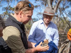 In 2020, Matt Kean assisted AWC ecologists as they reintroduced the Numbat to a feral predator-free area at Mallee Cliffs National Park, where AWC works in partnership with NSW National Parks and Wildlife Service.