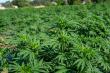 Fern Valley Farms Announces Expanded CBD Hemp Flower Collection for Fall 2025 Harvest