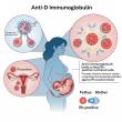 Anti-D Immunoglobulin Market USD 5.85 billion by 2035 Poised for Substantial Growth