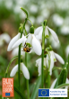 Snowdrops Named 2025 Fall Bulb of the Year by Flowerbulb.eu