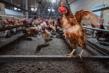 New Data Shows 92% of Corporate Cage-Free Egg Commitments Fulfilled, Signaling Tipping Point for Animal Welfare Globally