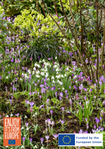 Image of Snowdrops
