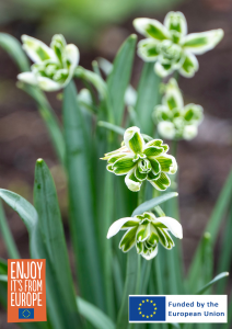 Image of Snowdrops
