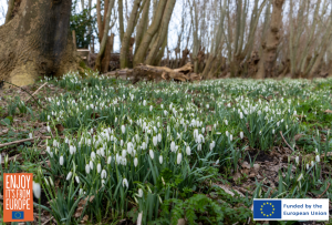 Image of Snowdrops