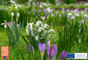 Image of Snowdrops