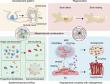 Osteogenesis – Angiogenesis Coupling via Interlineage Paracrine Signaling