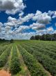 Orbis Coffee Positioned to Mitigate Global Trade Risk Amid U.S. China Brazil Coffee Realignment