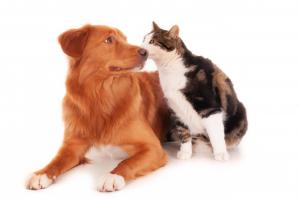 Pet Wearable