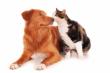Dog Food Market Growth Accelerates as Demand Surges Across Key Industries