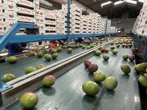 Akorn-coated mangoes on packing line