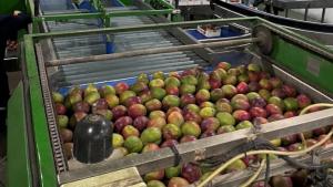 Mangoes sprayed with Akorn Natural Advantage