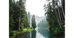 This image depicts a natural area with all different things loving to live together harmoniously as the total area