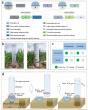 Exploring microbial carbon fixation in semiarid farmlands: a path to sustainable agriculture