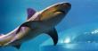 Two Lucky Winners to Dive with the World's Largest Collection of Bull Sharks at Oklahoma Aquarium