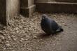 North West Clean Team Highlight Growing Awareness of Pigeon Feces Hazards Across UK Urban Areas