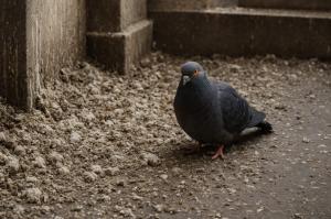 Pigeon Feces Hazards On The Rise