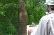 Professional Tree Assessments Key to Safety and Property Standards in Adelaide
