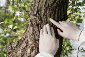 Tree investigation adelaide