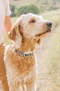 GPS Dog Fence