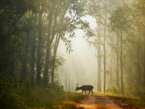 Kanha National Park
