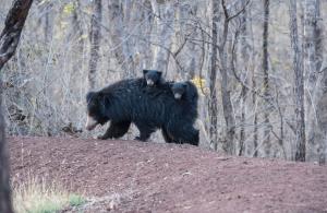 Sloth Bear family, Satpura National Park water hole
