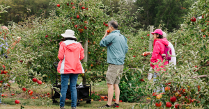 Family picking apples at the Fair Oaks Farms apple orchard during harvest season