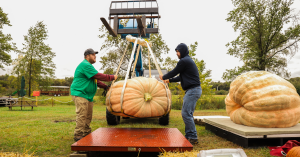 Farmers raising pumpkin on scale at Pumpkin fest at Fair Oaks Farms during Harvest season.