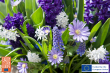 Expanding Urban Gardening: New Guide Shares Tips for Thriving Flowers in Containers