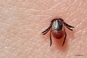According to the CDC, tick bites have risen to a 5-year high. Rising temperatures and record rainfall serve as the ideal breeding ground for ticks, which reproduce at an alarming rate.