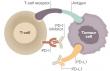 PD-1/PD-L1 Inhibitors Pipeline Surges with 41 Molecules, 12% Bispecifics Fueling Innovation | DataM Intelligence