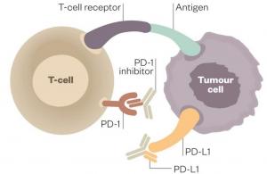 PD-1/PD-L1 Inhibitors Pipeline