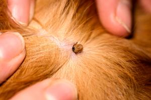 Closeup of tick on dog.