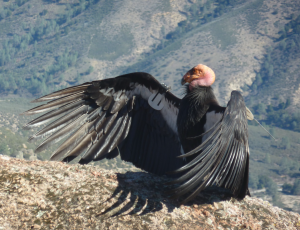 The California Condor, one of the most iconic and critically endangered birds in North America, finds sanctuary at Pinnacles National Park.