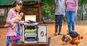 Girl with chicken and egg incubator in yard with family in background with more chickens.