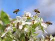 Local Tennessee Nursery Calls for Nationwide Action to Save Pollinators from Extinction