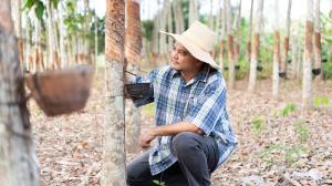 เกษตรกรเก็บน้ำยางพารา