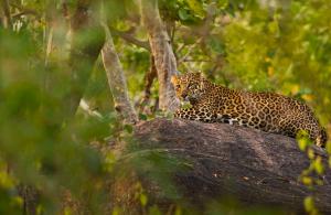 Leopard - Pench National Park